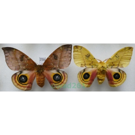 Automeris io (Fabricius, 1775) pair ex. ovo USA25b